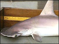 'Cryptic' shark (Image: University of South Carolina)