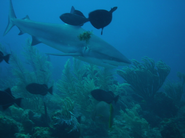 A Caribbean reef shark off East End, Grand Cayman