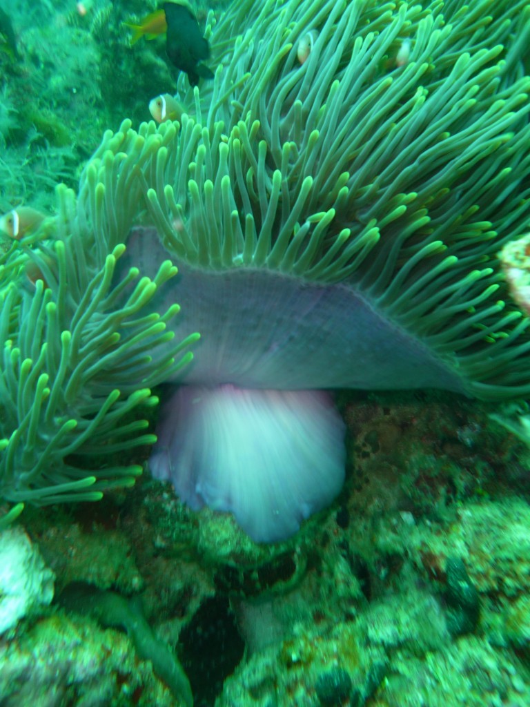 Clownfish hiding in a sea anemone, the Indian Ocean