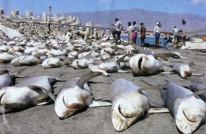 shark_finning_30564732_std-300x195