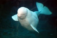 beluga_coming_out_of_darkness_great_shot_tn_h