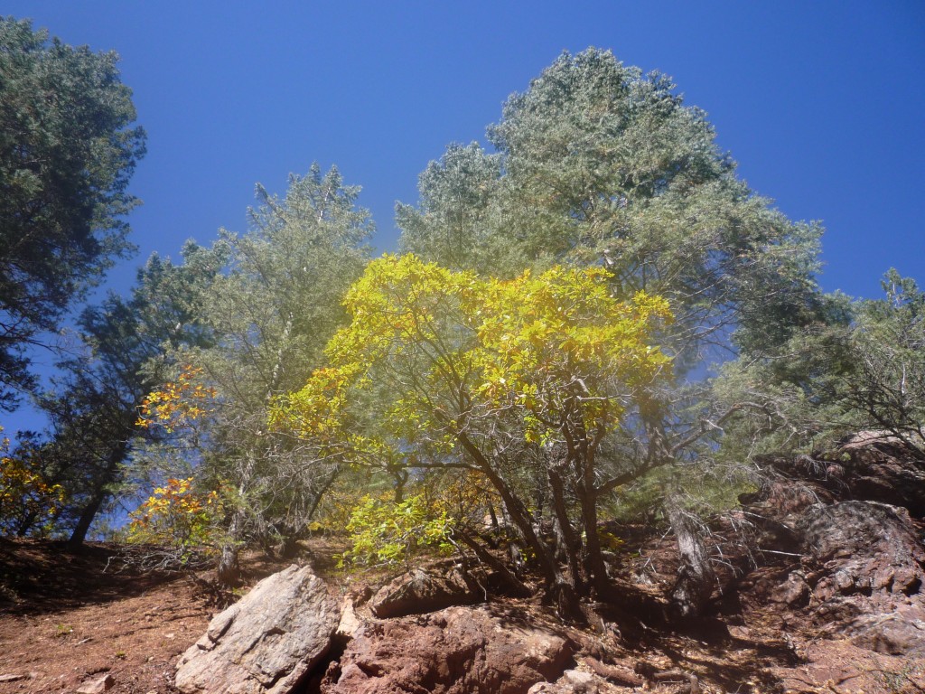 The Chamisa Trail outside Santa Fe