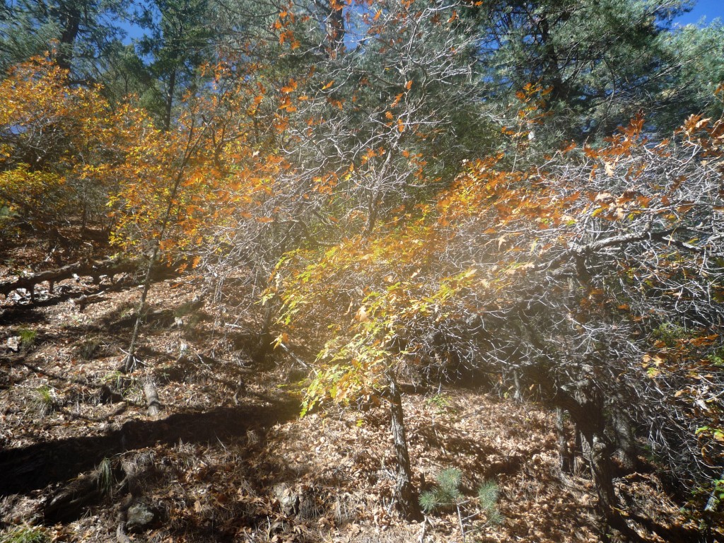 Chamisa Trail, Santa Fe