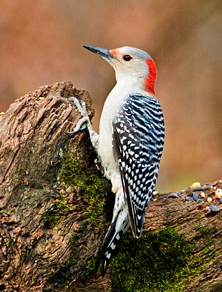 red_bellied_woodpecker_11