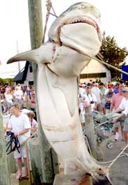 Oak Bluffs tiger shark 2005  184x265  