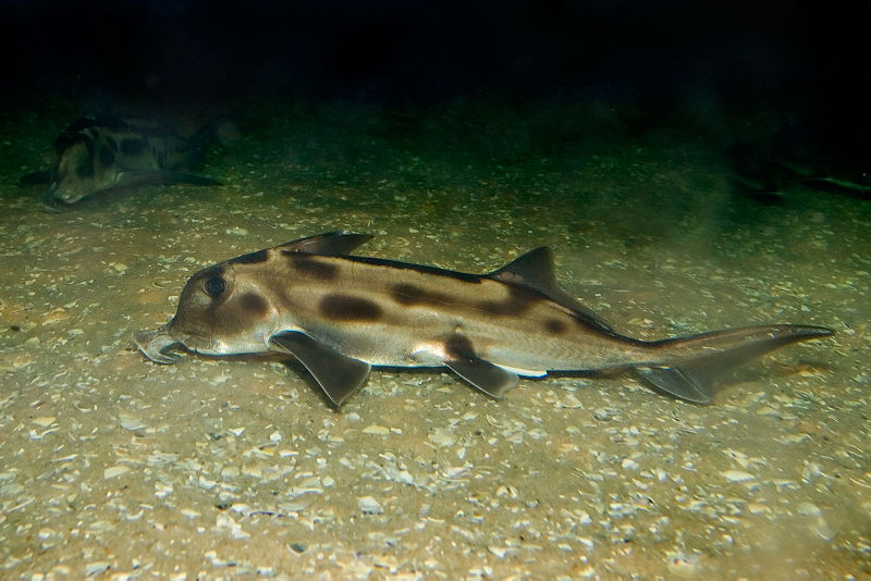 http://upload.wikimedia.org/wikipedia/commons/thumb/a/a5/Elephant_shark_melb_aquarium.jpg/800px-Elephant_shark_melb_aquarium.jpg