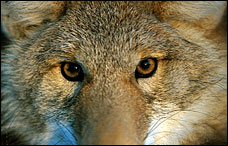 As more coyotes are spotted in the Washington area, residents are facing a disturbing reality: They are here to stay.