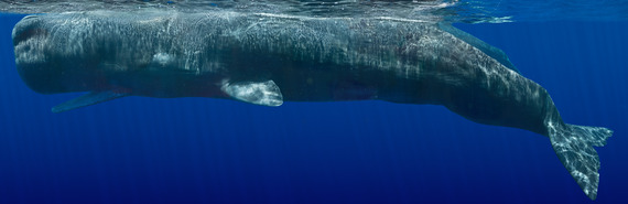 03843_beautiful-whale_sperm_21-sperm-whale-composite-two-thumb-570x185-117288